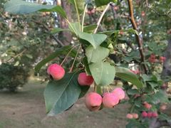 -长白岛森林公园