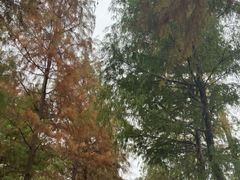 -合肥滨湖国家森林公园