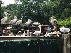 -新加坡飞禽公园