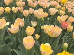 -洛阳郁金香牡丹园