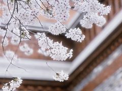 -迪士尼小镇