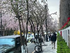 -中环花鸟鱼虫市场