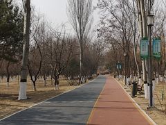 -大兴滨河森林公园