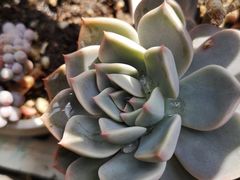 -金实大酥牛肉面