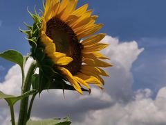 -光明小镇欢乐田园