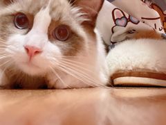 -猫大福·Fortune Cat猫舍(百子湾店)