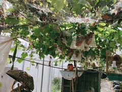 -马陆小张葡萄园农家乐