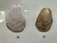 -青岛贝壳博物馆
