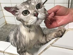 -帕帕拉兹宠物(亚洲旗舰店)