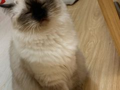 -猫和宫(六道口店)