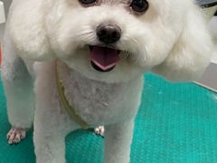 -天雅宠物(绿岛苑店)