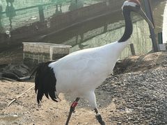 -盐城丹顶鹤湿地生态旅游区