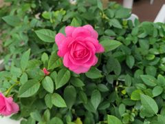 -哈根达斯(龙湖时代天街店)