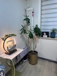 -紫洁俪方（北京）医疗美容