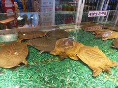 甲鱼锅-洪湘记川湘·甲鱼馆(四海凯悦美食广场店)