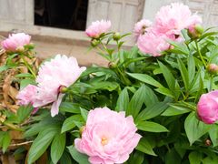 -舒家湾天主教堂