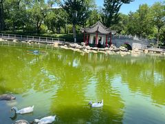 -莲湖公园
