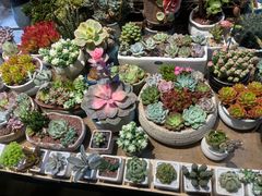 -朝来春花卉市场
