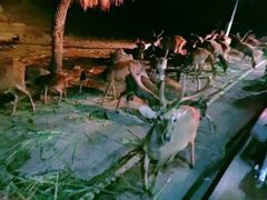 -清迈夜间动物园