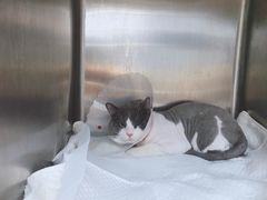 -瑞派·关忠动物医院·异宠专科·犬猫肿瘤·皮肤专科(望京店)