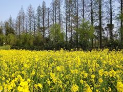 -前小桔亲子创意农场·草莓采摘·露营烧烤