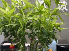 -田凤波推拿.按摩养生(幸福店)