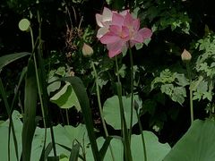 -金岛生态园烧烤露营地