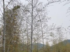 -陶祖圣境风景区