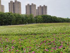-映月湖中央公园