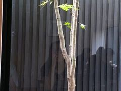 android_upload_pic-鯛匠 HANANA