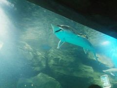 -石家庄海洋公园