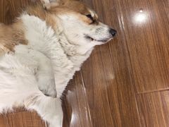 -汪说·狗咖·拼豆·宠物周边DIY(旺城大厦店)