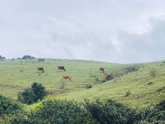 -大姆山草场