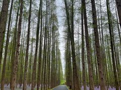 -东平国家森林公园