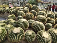 -深圳仙湖植物园