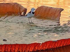 -上海佘山国家森林公园天马山园