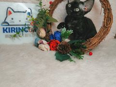 -十年猫舍·猫咪专门店(普陀店)