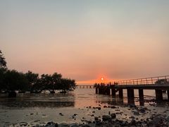 -宝安西湾红树林湿地公园