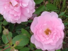 -长春公园(普阳街道)