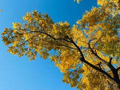 -三里屯东五街银杏大道