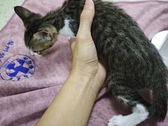 -动物缘宠物医院·骨科·猫科(西二环店)