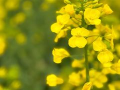 -中国天府农业博览园