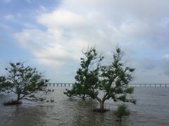 -宝安西湾红树林湿地公园