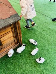 -萌宠亲子动物乐园(槐房万达店)