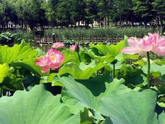 -陈家山荷花公园