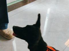 -瑞派宠物医院(搏威敦和院)