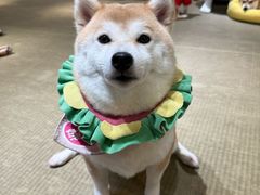 -逗柴咖啡屋·狗咖猫咖宠物桌游