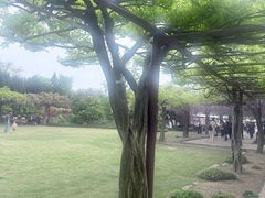 -嘉定紫藤园