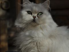 -喵屿·大理花园猫咖