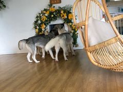 -Husky Go! 哈士奇体验馆·宠物咖啡厅狗咖